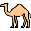 camel