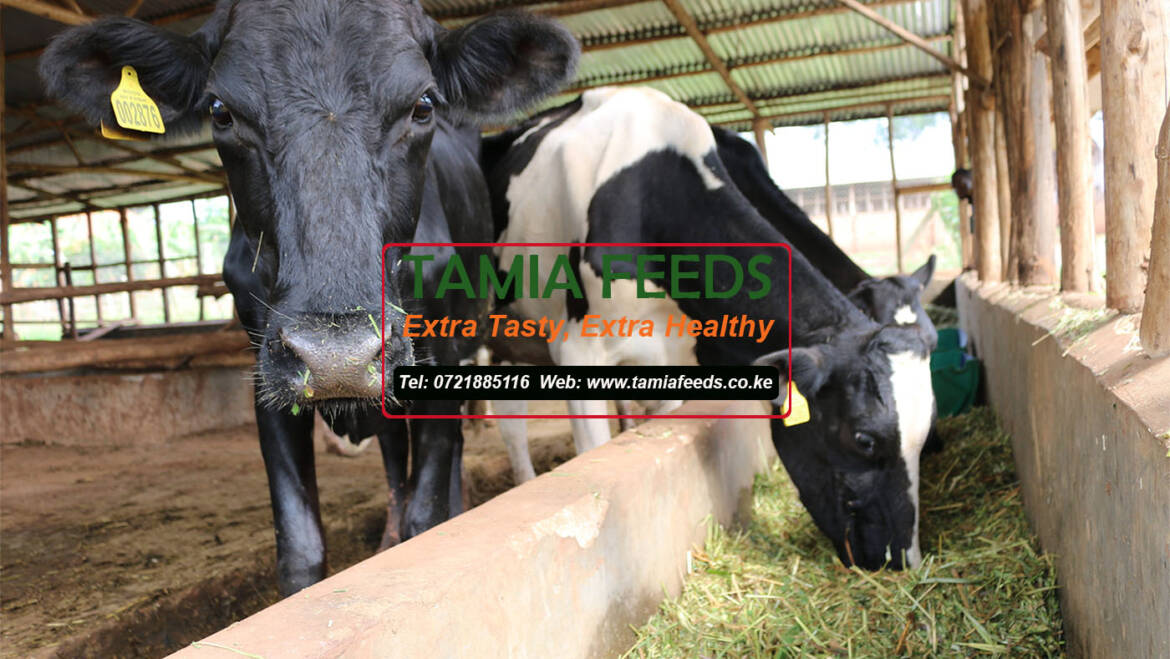 Feeding allowances for dairy cattle