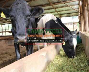 Feeding allowances for dairy cattle