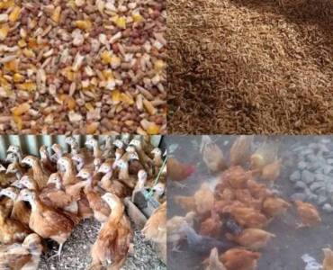 Poultry Feed Formulation (Homemade feeds)