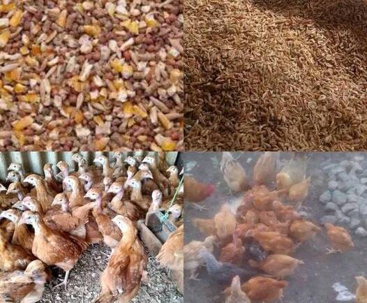 Poultry Feed Formulation (Homemade feeds)