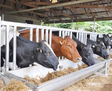 Types of Dairy Farming