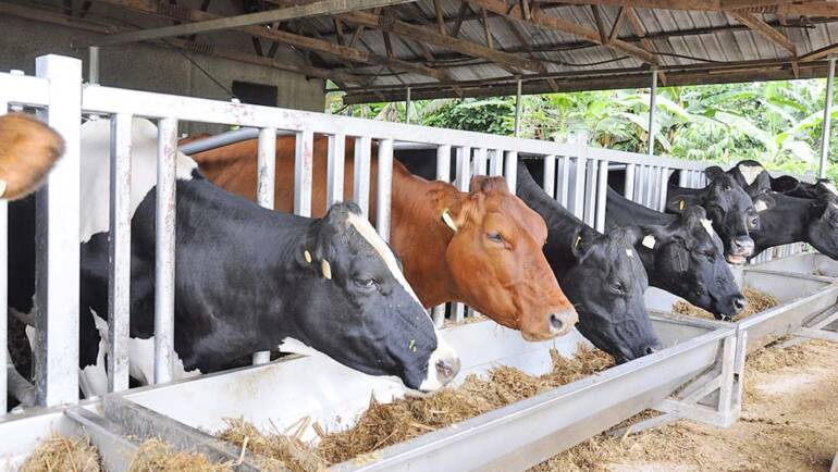 Types of Dairy Farming