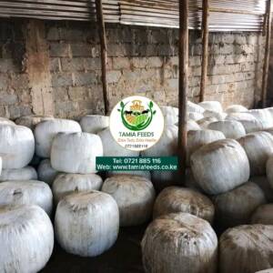 Full Corn Baled Silage