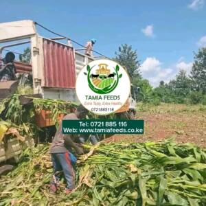 10 Tonnes Truck Non Full Corn Loose Silage