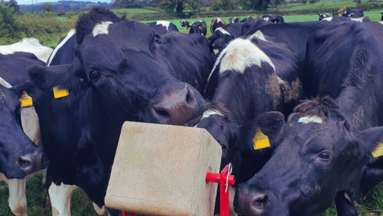 🐄 Boost Milk Production with the Right Mineral Salts
