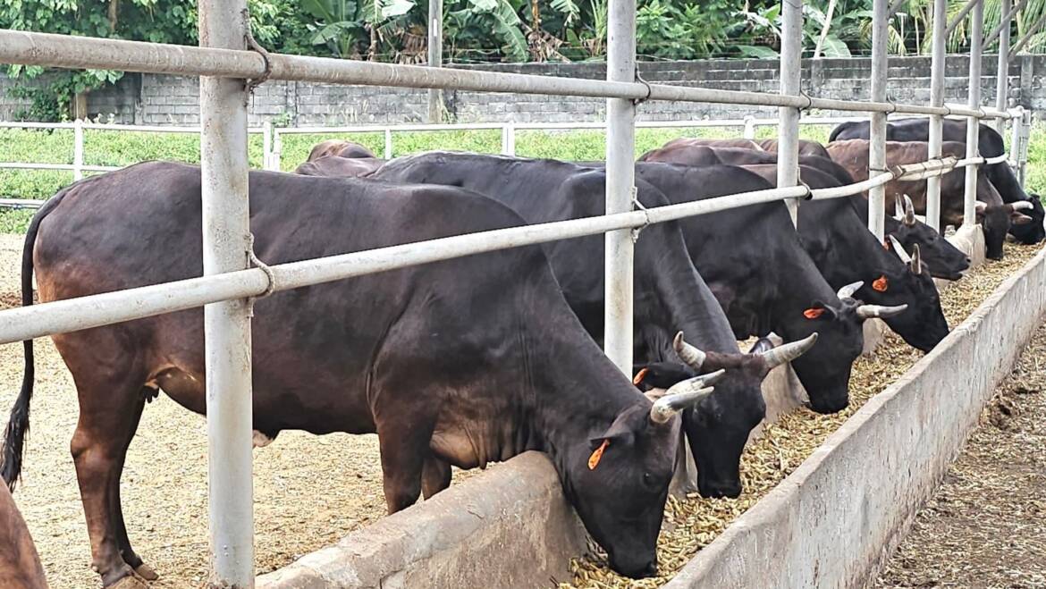 HOW MUCH SILAGE DOES ONE DAIRY COW NEED PER DAY?