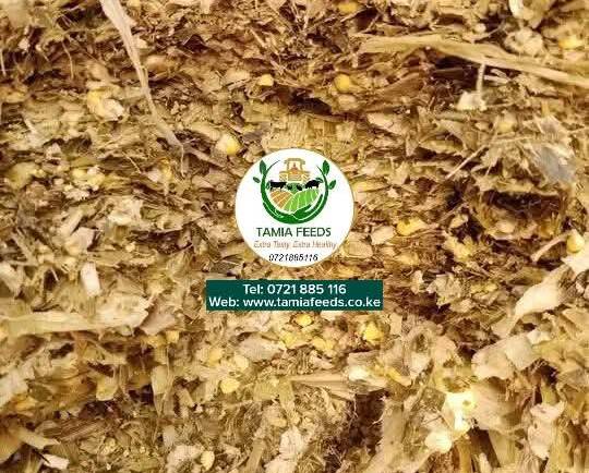 How to Feed Dairy Cows with Tamia Feeds Corn Silage