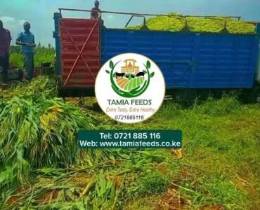 Mr Mugo -From Kianjokoma, Embu County