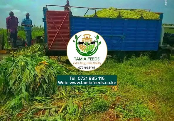 Mr Mugo -From Kianjokoma, Embu County