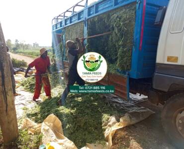 Mr Mugo – From Kianjukuma, Embu County