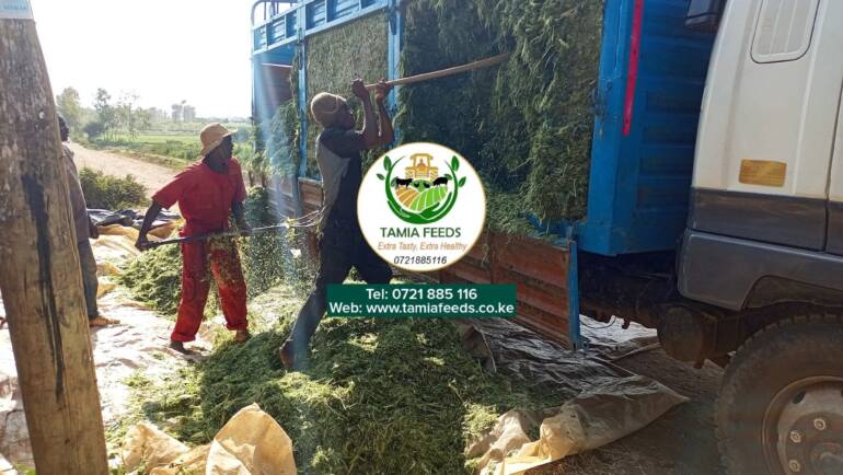 Mr Mugo – From Kianjukuma, Embu County