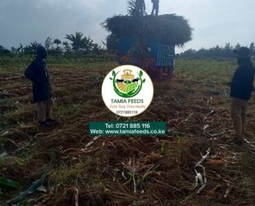 Mr Maina – From Kagio, Kirinyaga County