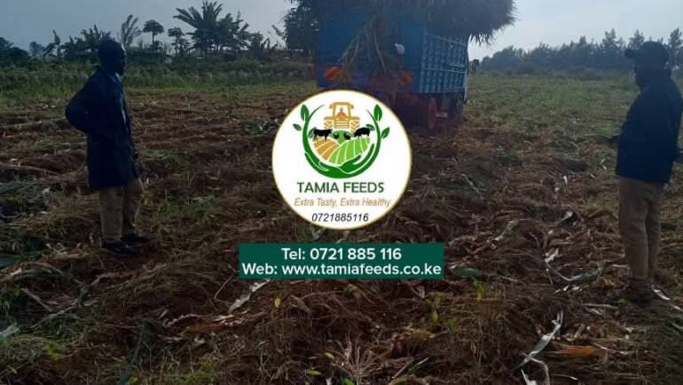 Mr Maina – From Kagio, Kirinyaga County