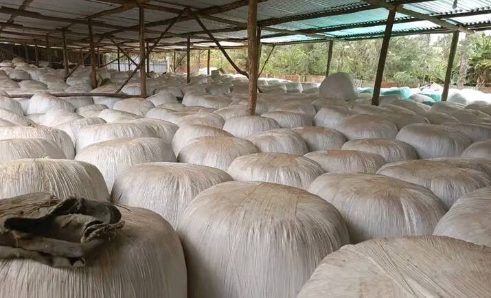 HOW TO CHOOSE QUALITY FULL CORN BALED SILAGE