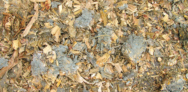 FARMERS, BEWARE: BAD CORN SILAGE CAN COST YOU BIG!