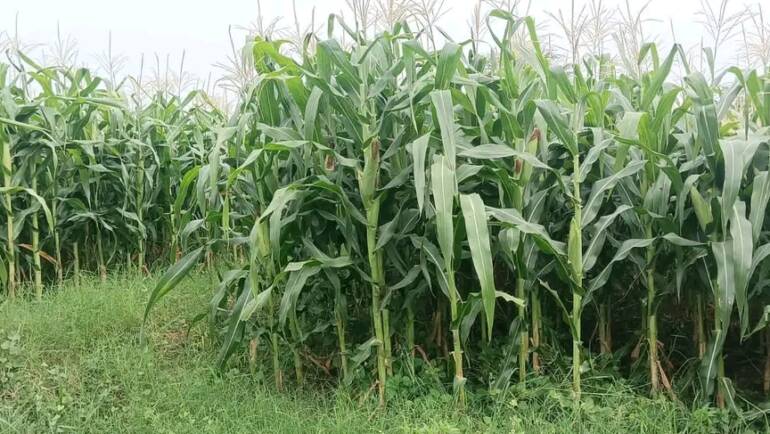 Advantages of Early Silage Harvesting