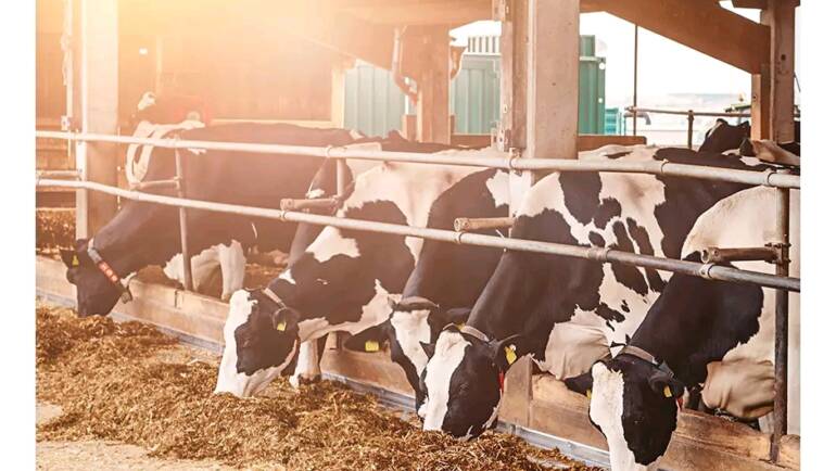Why Full Corn Silage is the Secret to Higher Milk Production