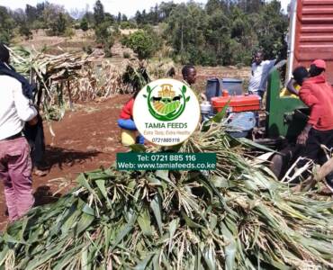 Madam Karimi – from Tigania, Meru County
