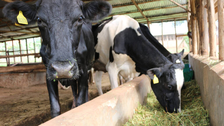Affordable & Reliable Animal Feed Solutions