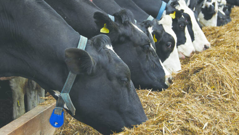 Attention Farmers: Avoid These Costly Feeding Mistakes in Kenya