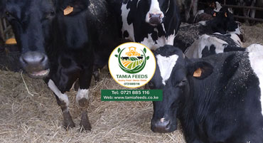 Dry Season Feed Planning