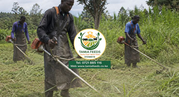 Forage Harvesting Services