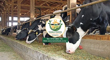 Livestock Feeding Consultation