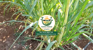 Seeds & Forage Planting Products