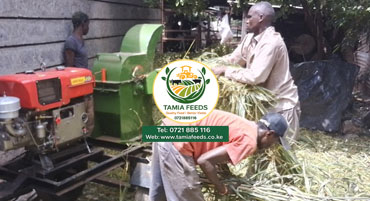 Silage Chopping Services