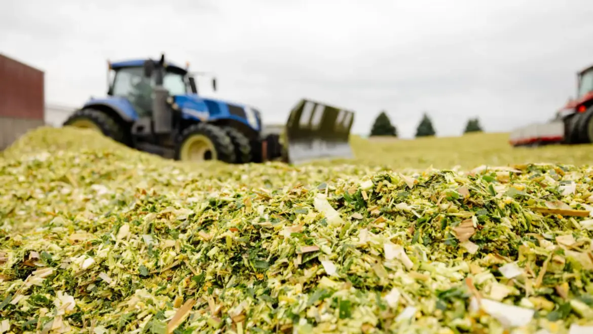 DID YOU KNOW? FEEDING QUALITY SILAGE CAN DOUBLE MILK PRODUCTION IN KENYA