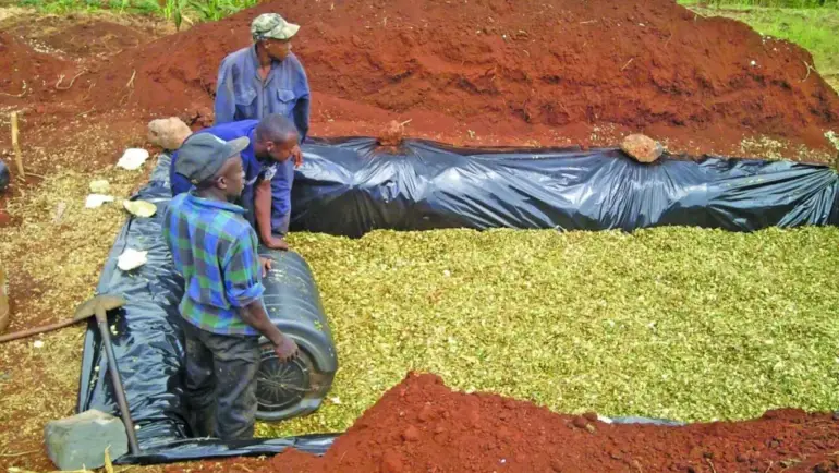 Good corn silage processing means more starch for your cows